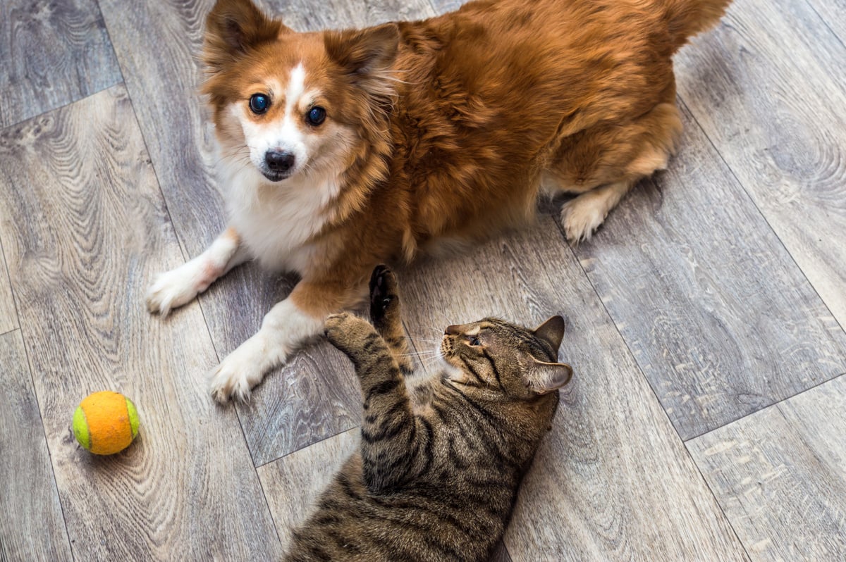 Cat and Dog Playing Together