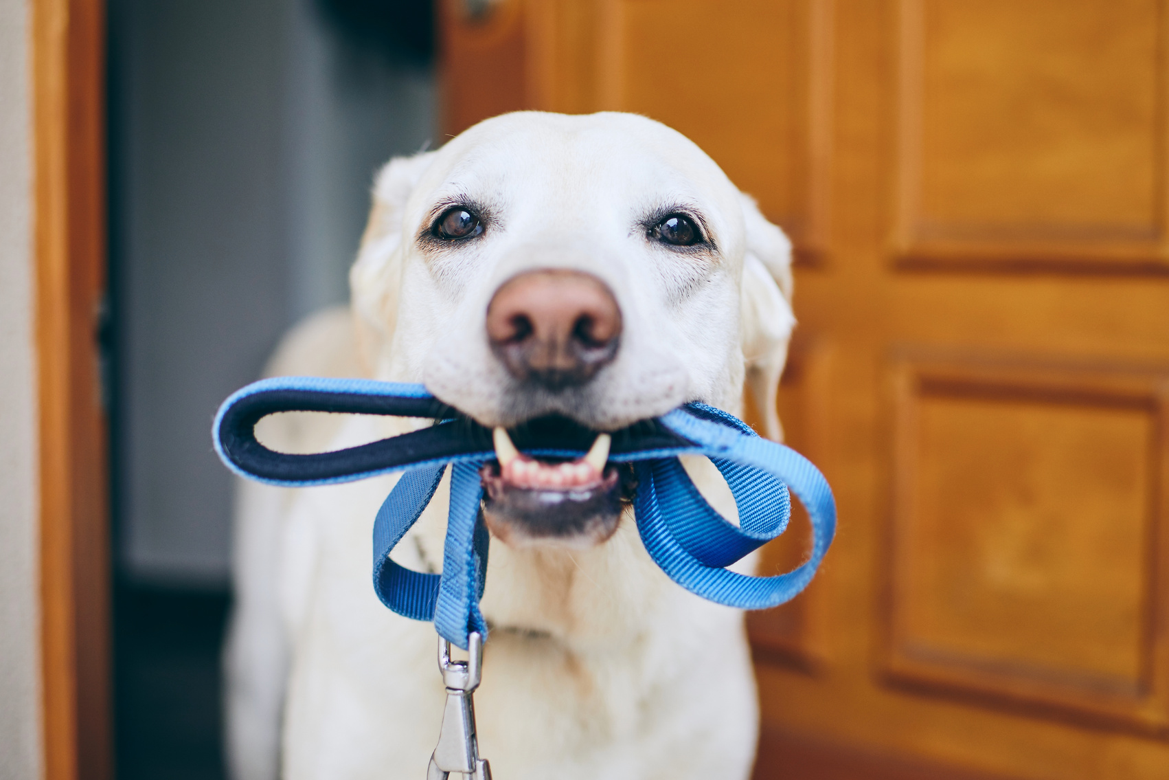 Dog waiting for walk